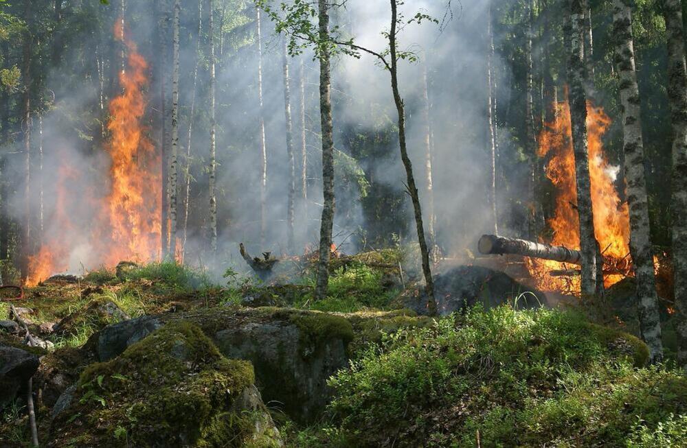 5 medidas para reducir las consecuencias de los incendios forestales