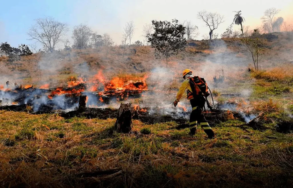 Cómo Actuar en Caso de Incendio Forestal