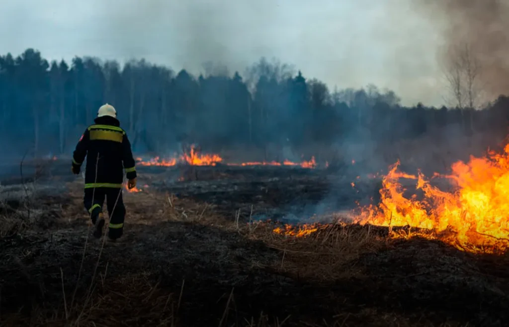 Las consecuencias de los incendios forestales: Impacto ambiental y social
