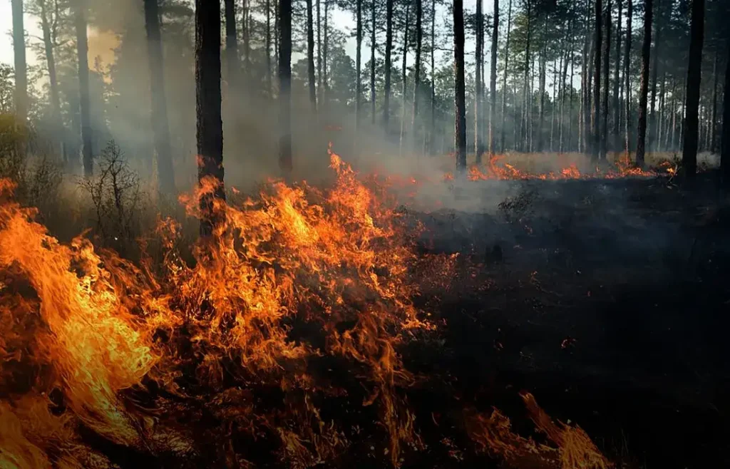 Tipos de incendios forestales - KPN Safety - seguridad industrial - forestal