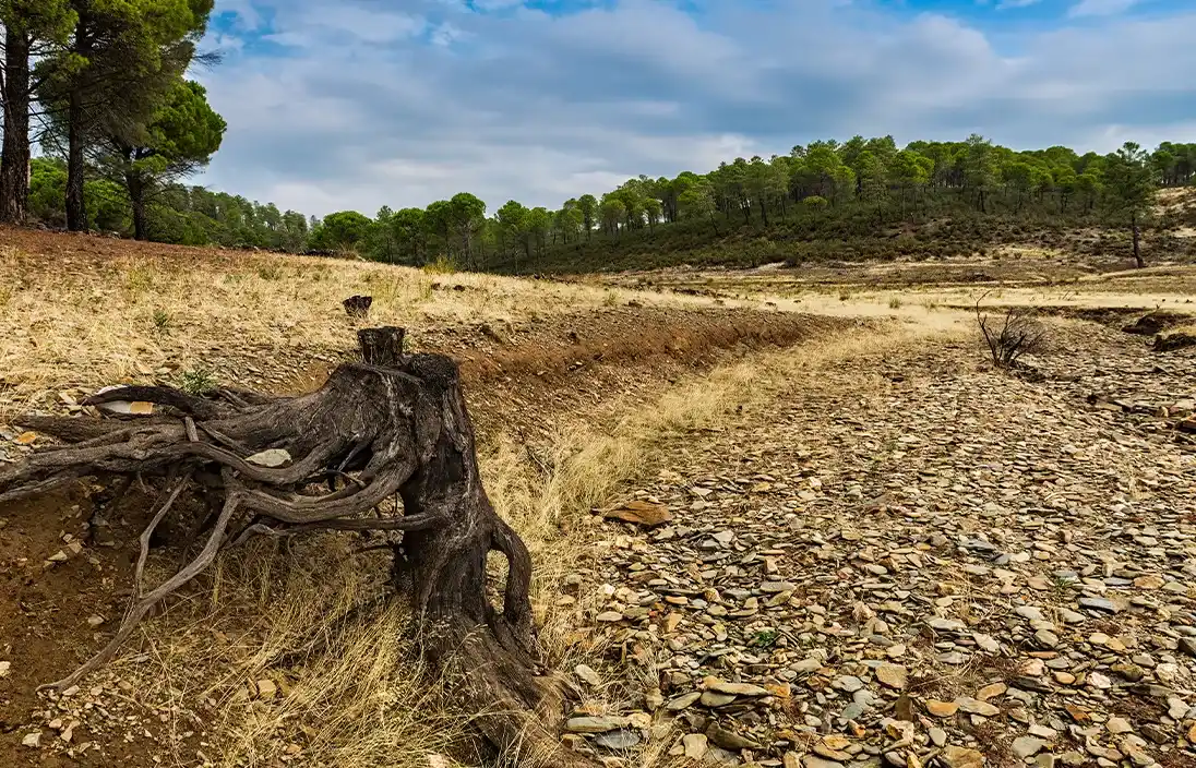 Cómo prepararse para la temporada seca en Colombia: recomendaciones clave para empresas y brigadas